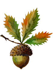 Oak branch with three partially yellow leaves and one acorn isolated on transparent background © Volodymyr