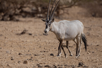 Arabian oryx walking through the desert in Israel © Veaceslav