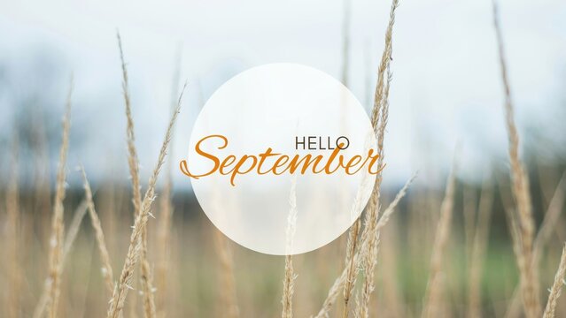 Dry grass stalks sway in the breeze against a soft blurred background. This seasonal image is ideal for Hello September autumn social media posts.