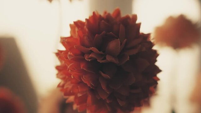 Fake plastic orange drumstick flower Craspedia globosa vintage colour pull look close up stock footage