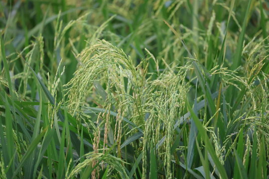 Close-up of vibrant green rice plants growing in an agricultural field under natural sunlight, representing farming, food production, sustainability, and nature.