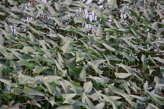 Fresh water spinach, Ipomoea aquatica, growing naturally in wet areas, representing tropical agriculture, healthy vegetables, and aquatic vegetation.