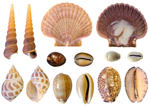 Sea shell collage of 7 marine species with exterior, interior, dorsal, and ventral views on transparent PNG. Features Pecten scallop, Turritella, Babylonia, and 4 Cypraea cowries