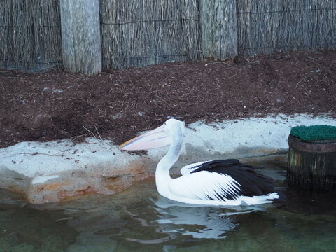 A pelican gliding elegantly across calm water at the zoo.
