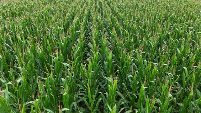 Aerial view of green corn crop field in orderly rows, rural farmland