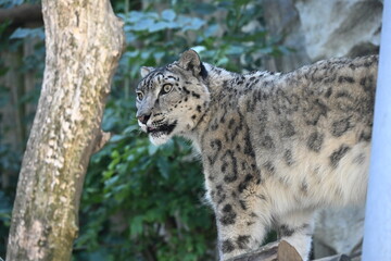 the irbis, also known as the snow leopard (panthera uncia), is a large wild cat native to the high mountains of central and southern asia. it has thick pale fur with dark rosettes, a long bushy tail,  © Michaela Holubová
