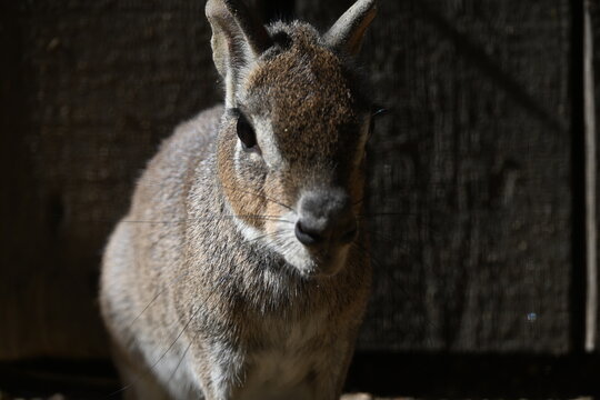 Dolichotis salinicola Chacoan mara Chacoan cavy. large, rabbit-like South American rodent native to the dry Chaco of Bolivia, Paraguay, and Argentina. It is a diurnal herbivore that lives in thorny sc