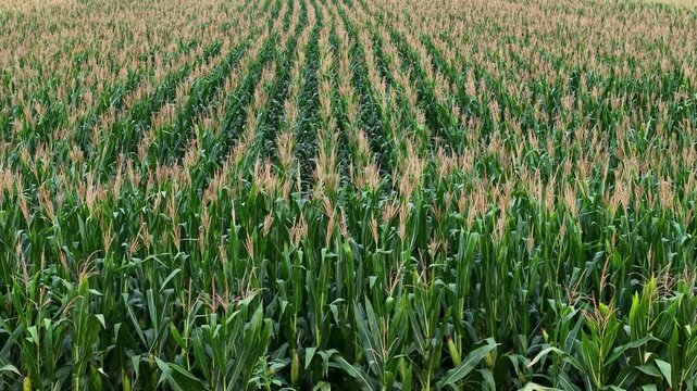 Aerial view of green corn crop field in orderly rows, rural farmland