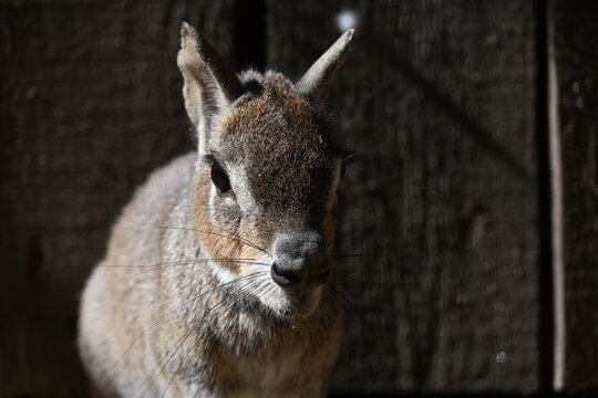Dolichotis salinicola Chacoan mara Chacoan cavy. large, rabbit-like South American rodent native to the dry Chaco of Bolivia, Paraguay, and Argentina. It is a diurnal herbivore that lives in thorny sc