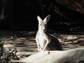 A kangaroo standing upright and alert, looking directly at the camera. © 倫美 菊野