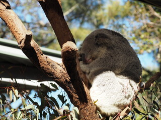 A koala resting and sleeping on a eucalyptus tree branch at the zoo. © 倫美 菊野