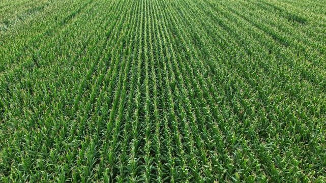 Aerial view of green corn crop field in orderly rows, rural farmland