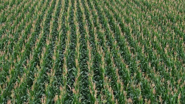 Aerial view of green corn crop field in orderly rows, rural farmland