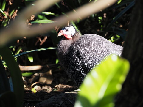 A detailed close-up portrait of a guinea fowl's textured feathers and head.