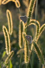 Common Blue Butterflies Polyommatus icarus Resting on Grass in Golden Morning Light © Elke