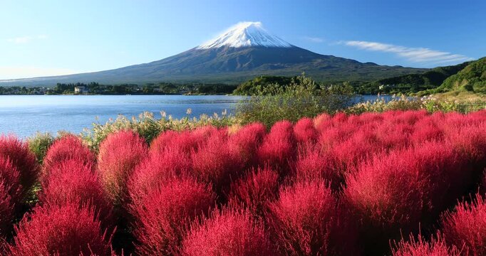 河口湖の大石公園のコキアと富士山