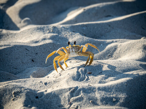 Ghost Crab With Splayed Legs Standing On Beach Sand