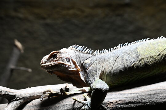 The Lesser Antillean iguana is a large herbivorous lizard native to the Lesser Antilles, inhabiting tropical forests, scrublands, and coastal areas.