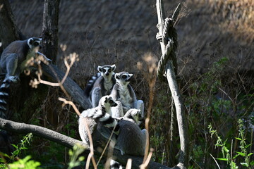 Obraz premium Lemur kata (Lemur catta), also known as the Ring-tailed Lemur, is a social primate endemic to Madagascar. It is recognized by its distinctive black-and-white ringed tail, gray fur, and large yellow ey