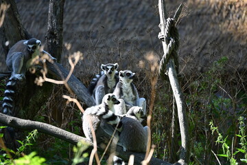 Obraz premium Lemur kata (Lemur catta), also known as the Ring-tailed Lemur, is a social primate endemic to Madagascar. It is recognized by its distinctive black-and-white ringed tail, gray fur, and large yellow ey