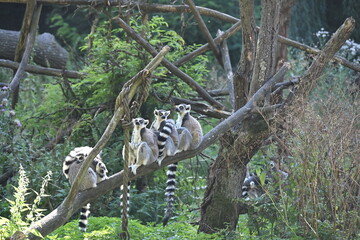Obraz premium Lemur kata (Lemur catta), also known as the Ring-tailed Lemur, is a social primate endemic to Madagascar. It is recognized by its distinctive black-and-white ringed tail, gray fur, and large yellow ey