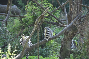 Obraz premium Lemur kata (Lemur catta), also known as the Ring-tailed Lemur, is a social primate endemic to Madagascar. It is recognized by its distinctive black-and-white ringed tail, gray fur, and large yellow ey