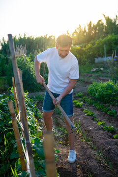 Mature man hoeing soil in organic garden at sunset