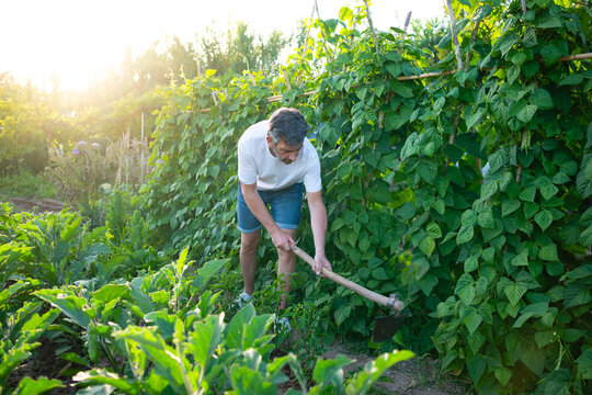 Man hoeing organic vegetable garden during sunset
