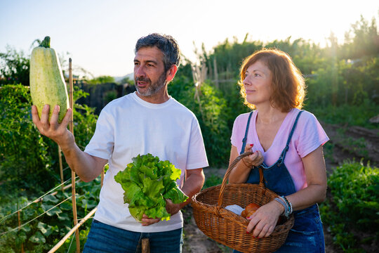 Couple harvesting fresh vegetables from organic garden
