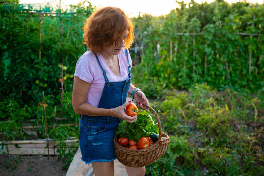 Woman harvesting fresh organic vegetables from home garden