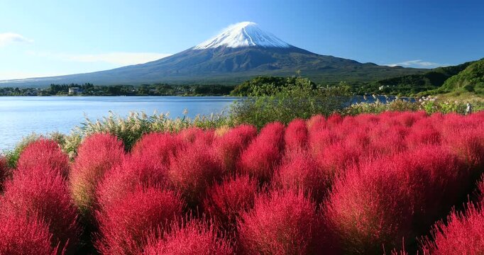 河口湖の大石公園のコキアと富士山