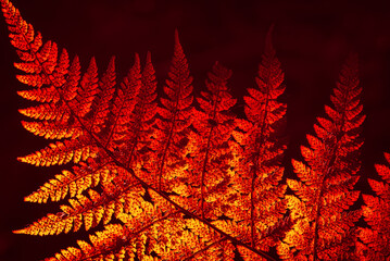 LANDSCAPES OF NATURE - Forest fern in the sunlight © Wojciech Wrzesień