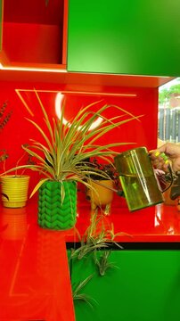 Woman waters a potted spider plant during houseplant care, indoor gardening, hydration, healthy foliage, daily home plant maintenance.
