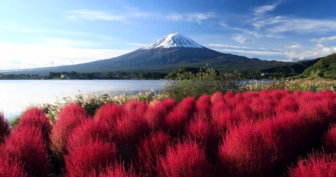 県,河口湖の大石公園のコキアと富士山