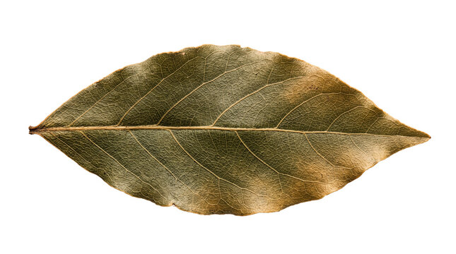 A single dried bay leaf displaying a beautifully preserved olive-green hue, delicate pointed shape, and highly detailed organic venation, perfect for culinary spice concepts and herbal designs.