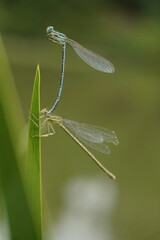 zwei kleine Libellen bei der Paarung, draußen in der Natur © darknightsky