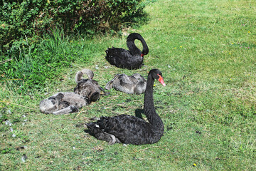 un cygne noir et sa famille © helenedevun