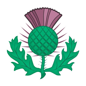 Isolated Scotland Thistle