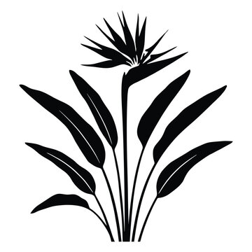 Bird of paradise plant with elongated leaves is shown as a black silhouette