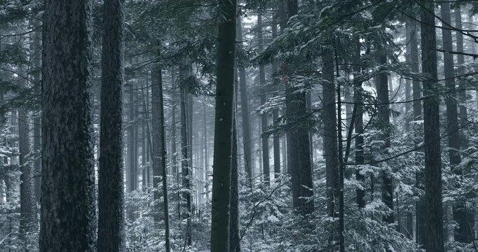 雌阿寒岳の雪のアカエゾマツ林