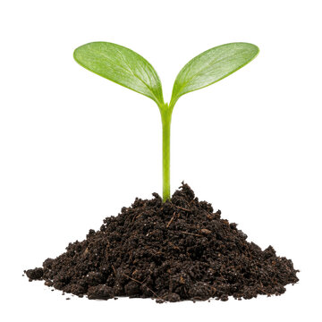 Vibrant green seedling with two cotyledon leaves emerges from a small mound of dark, rich soil, isolated on a white background