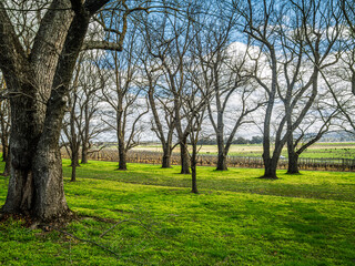 Winter Tree Glade Leads To Vineyard. © david hutchinson