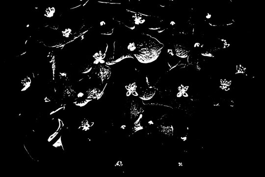 Abstrakte Pop-Art Bl&uuml;ten Illustration in Schwarz-Wei&szlig; mit floralen Elementen und Stencil-Effekt