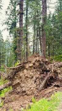 4K Vertical shot of a fallen Pine tree along with its roots above the ground due to landslide during monsoon season at Pine tree forest in the Himalayan mountains near Kullu in Himachal Pradesh, India