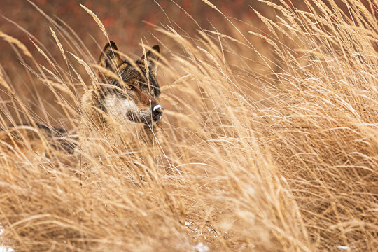 Gray wolf Canis lupus watching quietly from tall dry winter grasses cover