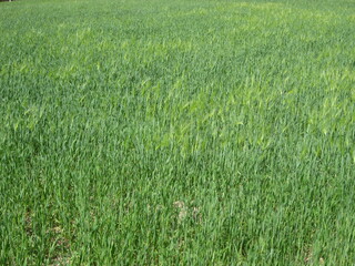 Obraz premium Green field with lush vegetation showing healthy growth