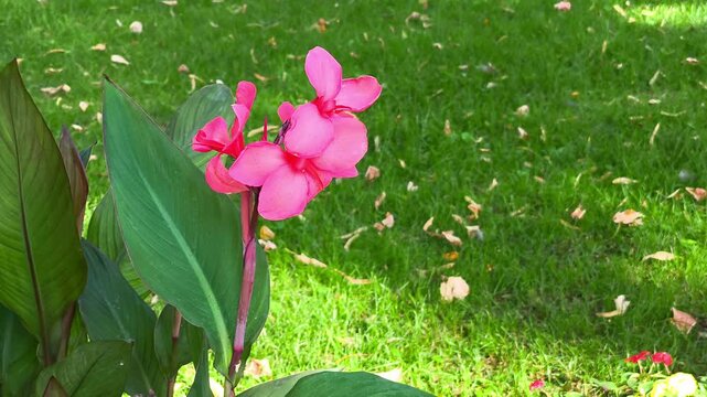 Vibrant pink Canna indica flower blooming on a tall stem surrounded by green leaves and lawn in a sunny park in Iași, Romania.