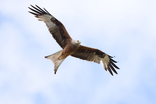 red kite (Milvus milvus)