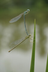 zwei kleine Libellen bei der Paarung, draußen in der Natur © darknightsky
