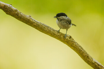 Fototapeta premium Great Tit stands on branch against bright yellow green woodland backdrop outdoors